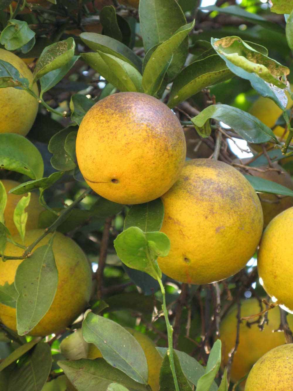              Fruit (Winter Haven, FL)       